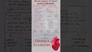 Blood Supply to Heart Quick Flow Chart  Coronary Circulation shorts [upl. by Enirehs]