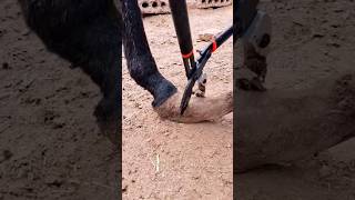 Incredible donkey hoof trimming horse [upl. by Stretch]