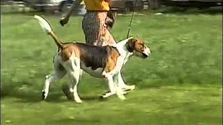 Foxhound Overview  AKC Dog Breed Series [upl. by Adis462]