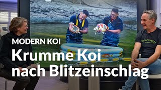 Können Koi durch Blitzeinschlag krumm werden  Modern Koi Blog 6466 [upl. by Hurd173]