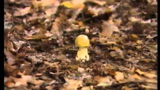 Mushroom Madness  a guide to UK psychedelic amp poisonous fungi [upl. by Nonaihr]