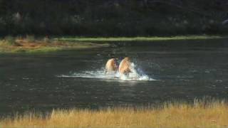 Elk Fighting in River  Yellowstone National Park [upl. by Arret]