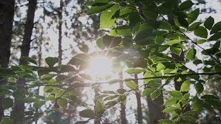 An Electric Forest 2013 Experience [upl. by Eizeerb]