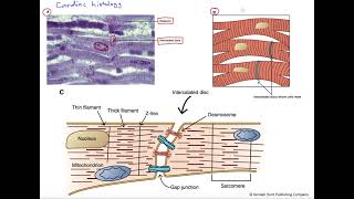 Cardiac muscle histology [upl. by Cthrine]