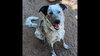 Mochi a beautiful young waterloving blue heelergreat pyr mix for adoption [upl. by Aylward]