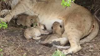 Tiny newborn lion cubs Serengeti  African Family Safaris [upl. by Chev225]