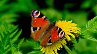 ButterfliesLife of A Butterfly Best Relaxing Garden in 4K Flowers Butterflies and Birds calming [upl. by Alleiram]