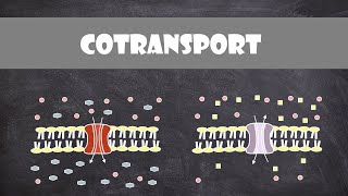 Cotransport  Cell Biology [upl. by Aihsekan381]