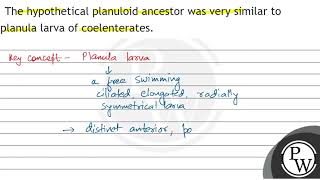 The hypothetical planuloid ancestor was very similar to planula larva of coelenterates [upl. by Mccahill]