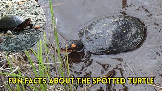 Meet the Spotted Turtle Natures PolkaDot Wonders [upl. by Gies717]