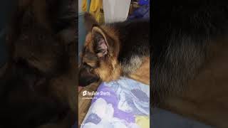 German shepherd double coat myjacku jackpatel trending [upl. by Ileane]