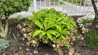 Hellebore Lenten Rose Deadhead  May 1 [upl. by Lennie71]