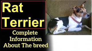 Rat Terrier Pros and Cons Price How to choose Facts Care History [upl. by Melesa441]