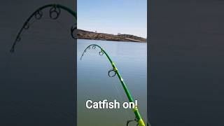 Channel catfish at Cochiti lake pre spawn action fishing fishingvideo shorts [upl. by Lenee]