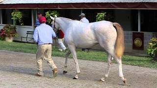 Inside Yearling Sales Prep At The Sales [upl. by Garrard]