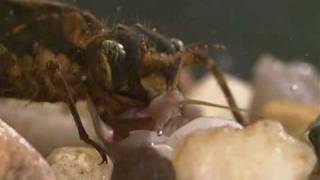 Dragonfly nymph feeding on small aquatic invertebrates [upl. by Selwin571]