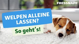 Welpen alleine lassen  ab wann und wie lange [upl. by Federica]