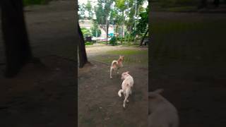 Zorro the birdcatcher doglover remix dog streetdogslife streetdogsofindia straydogs shorts [upl. by Melan]