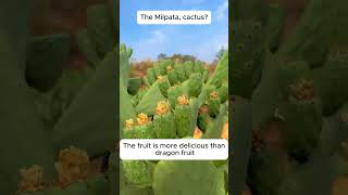 Edible cactus  Link in Description  garden gardeningtips gardening [upl. by Ellennej736]