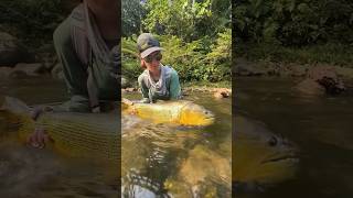 IKAN GOLDEN DORADO BOLIVIA fishing paser fish mancing bolivia dorado goldendorado shorts [upl. by Range]