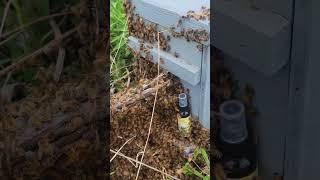 Unveiling the Swarm Rustlers Impressive Results 2 beehive beehome beehouse savethebees [upl. by Folsom]