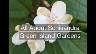 All About Schisandra [upl. by Aneehc]