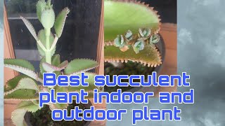 Best succulent plant indoor and outdoor plant telugu succulent succulents succulentlife [upl. by Einahpehs119]