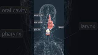 LARYNX 3D Animation 3danimation 3dmodelingbiologyanimation youtubeshortsshortsshort trending [upl. by Franck606]