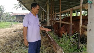 แนวคิดการเลี้ยงวัวพื้นบ้านของพี่ลอ เลี้ยงเพราะอะไร ไปดูกันเล้ยยยcowfarmCHATGAN FARM channel [upl. by Sarchet]