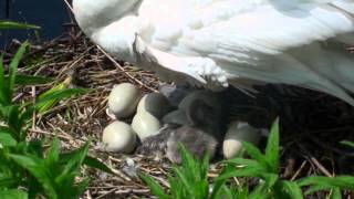 Swans nest with eggs and birth of cygnets [upl. by Gabriella]