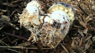 Spring Harvest of Wine Cap Mushrooms [upl. by Natalie]