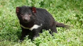 Tasmanian Devil [upl. by Lander589]