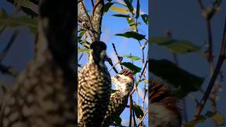 Carpintero Bataraz Chico • Checkered woodpecker Veniliornis mixtus aves [upl. by Ivanna]