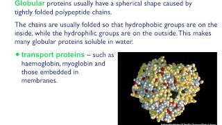 AS level B4 Fibrous and globular proteins [upl. by Enrobyalc]