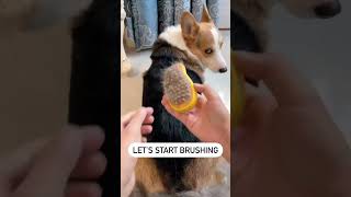 ✅Tips for keeping your dog healthy and happy 2024 dog doglover doghaircut dogbrushes dogcare d [upl. by Komsa748]