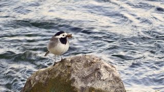 White Wagtail Motacilla alba  Bachstelze [upl. by Reviere]