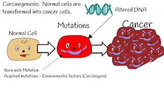 Carcinogenesis  Mechanism of action ProtoOncogenes vs Oncogenes tumor suppressor gene P53 [upl. by Ashlen]