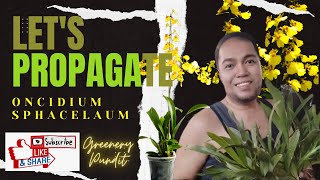 Lets Propagate Oncidium sphacelatum Dancing Lady orchid [upl. by Suidualc]