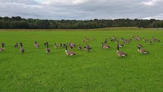 Geese on the Kersal Wetlands [upl. by Dalury]