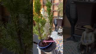 Forest Bonsai Mixed colors TaxusTejo amp Atriplex bonsai forest tejo bonsaiindonesia garden 庭 [upl. by Beekman]