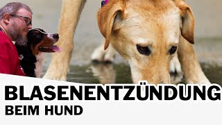 Blasenentzündung beim Hund [upl. by Azer741]