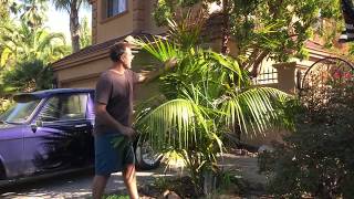 Growing Kentia Palms Outdoors in Northern California [upl. by Sikes]