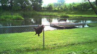 Snapping Turtle Climbs Fence [upl. by Doreg]