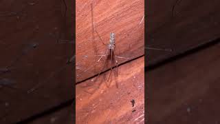 Long Bodied Cellar Spider In Early November spiders arachnids nature [upl. by Kcirednek]