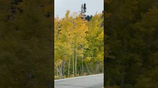 Aspens in Ouray [upl. by Naivaf]