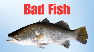 Bad Fish Cover [upl. by Einitsed]