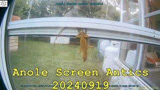 Anole Screen Antics 20240919 [upl. by Yrokcaz]