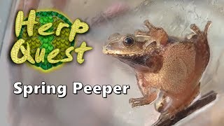 Spring Peeper  Herp Quest 8 Herpetology Education [upl. by Southworth13]