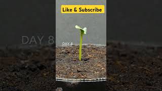 gardening plants plants garden gardeningtips tomato gardenflowers planting gardenplants pl [upl. by Indys]