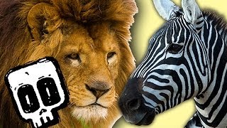 Lion vs Zebra  Deadliest Showdowns  BBC Earth [upl. by Aivatnuahs613]